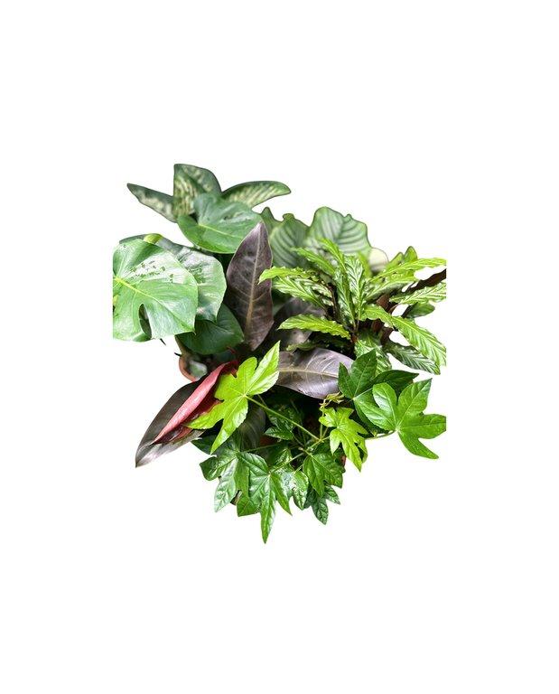Houseplant Mix 